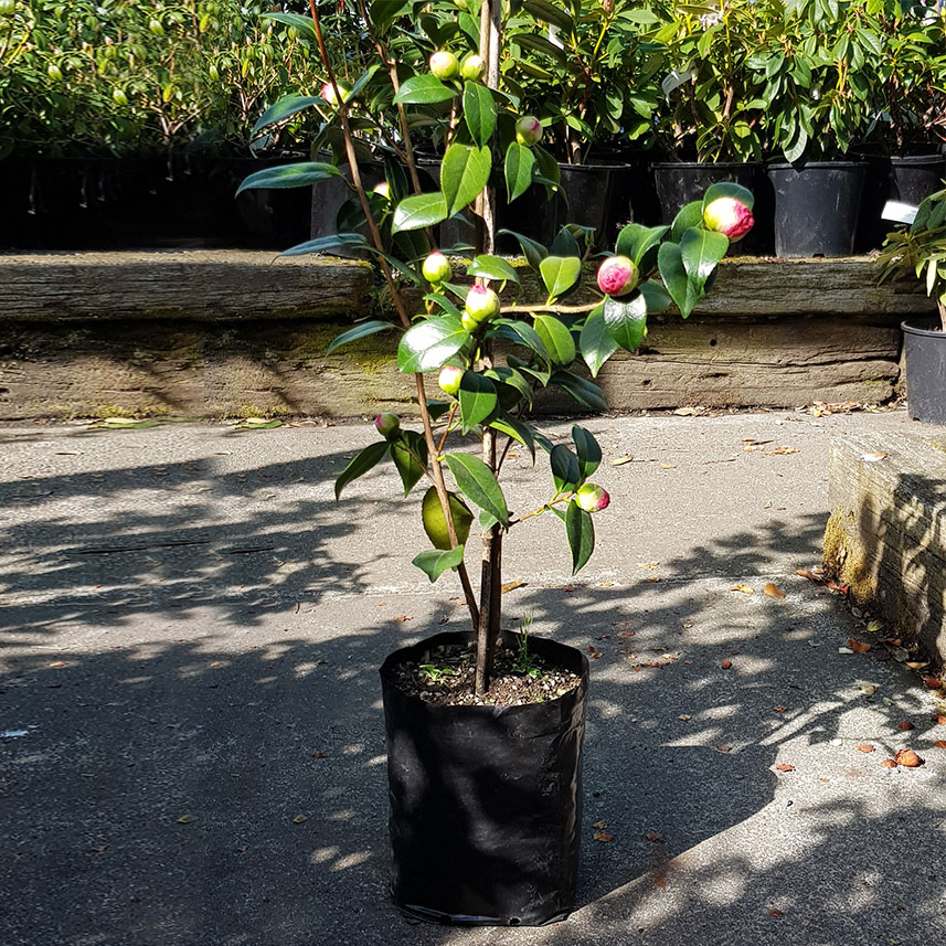 New Zealand manufacturers of PBS planter bags. Flexoplas Limited Christchurch.